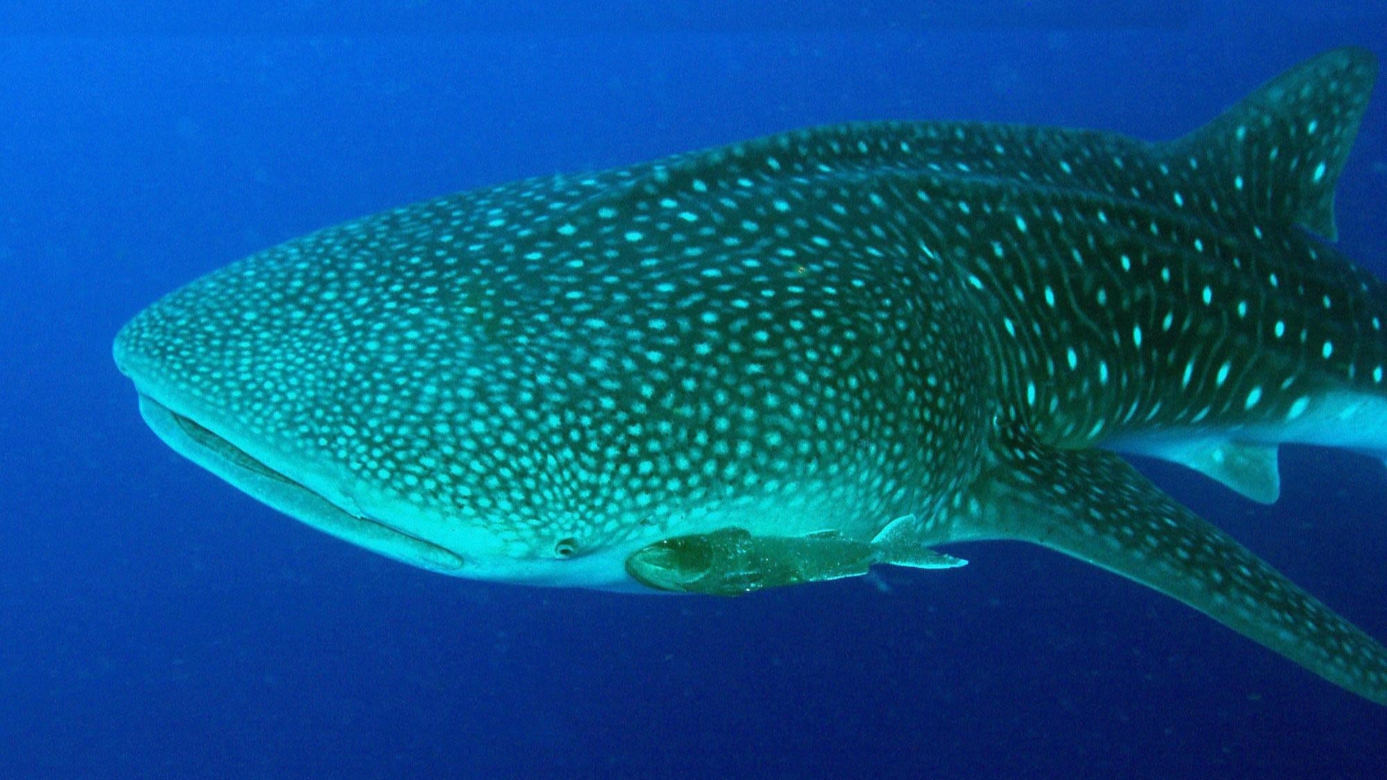 A whale shark.