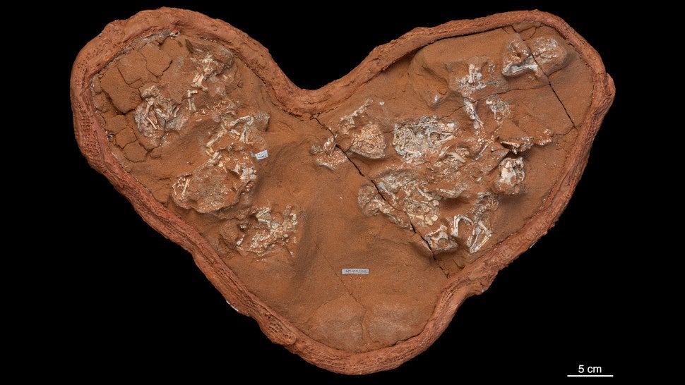 A clutch of fossilized Protoceratops eggs and embryos.