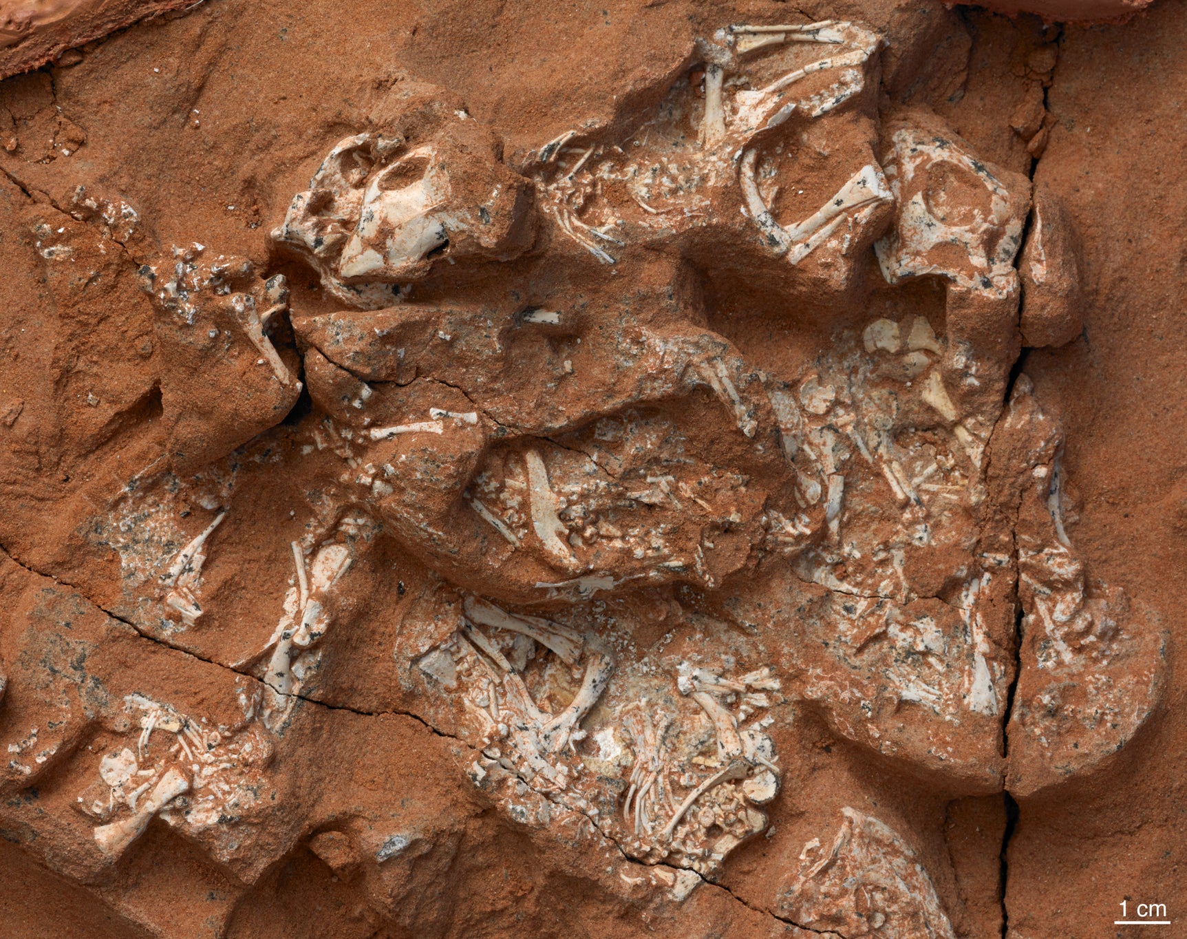 Fossilized skeletal remains of six nearly complete Protoceratops embryos.
