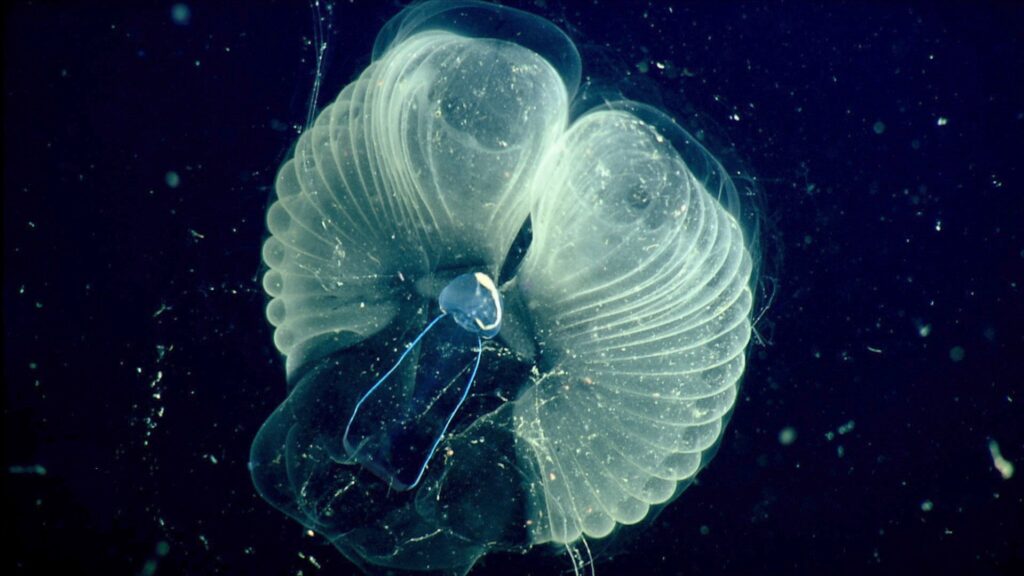 Image: MBARI via AP