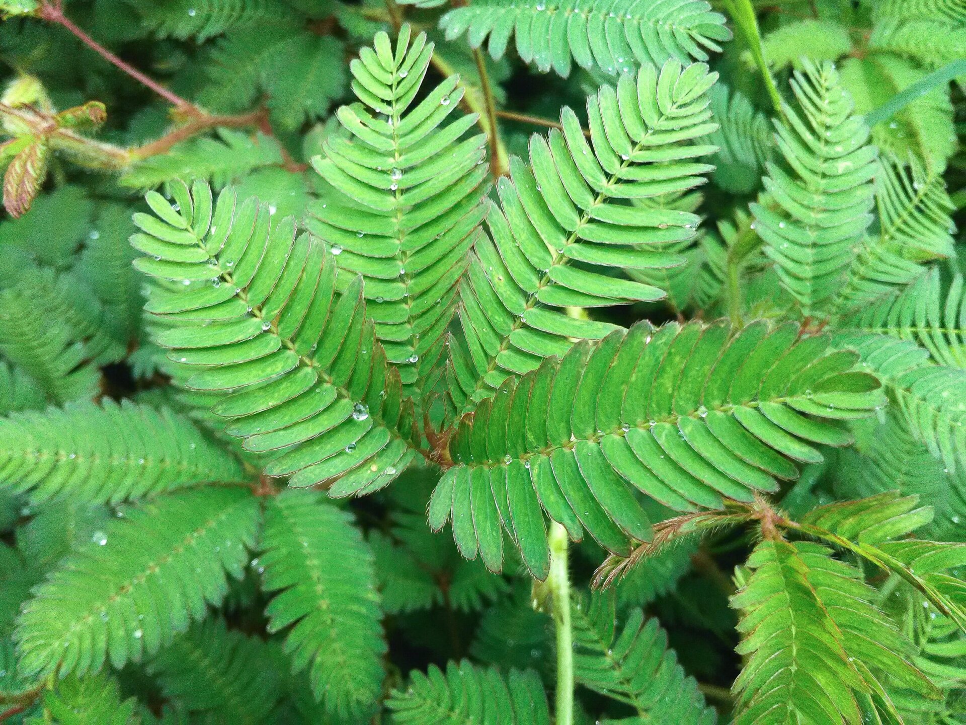 Mimosa pudica, also called the “touch-me-not plant,” will curl its leaves inward in response to touch.