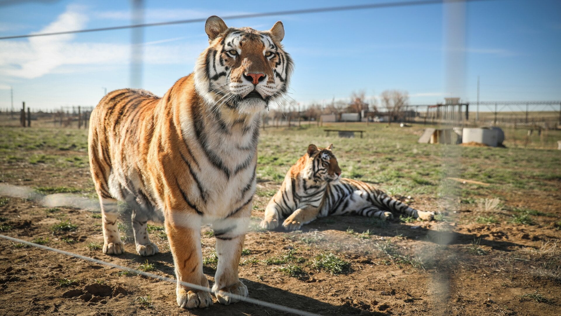 Two of the 39 tigers that were rescued in 2017 from Joe Exotic’s zoo at Wild Animal Sanctuary in Colorado.