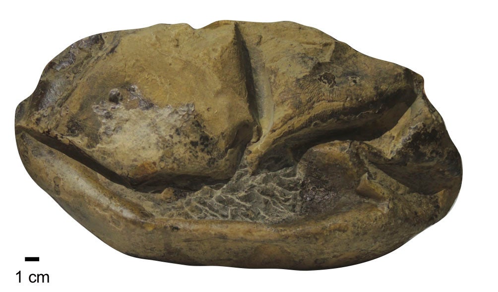 The fossilized soft-shelled egg found in Antarctica, and assigned to Antarcticoolithus bradyi.