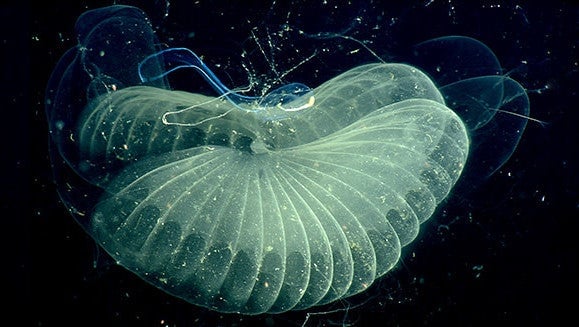 This close-up view of a “giant larvacean” shows the inner filter of its complex, two-tiered feeding system.