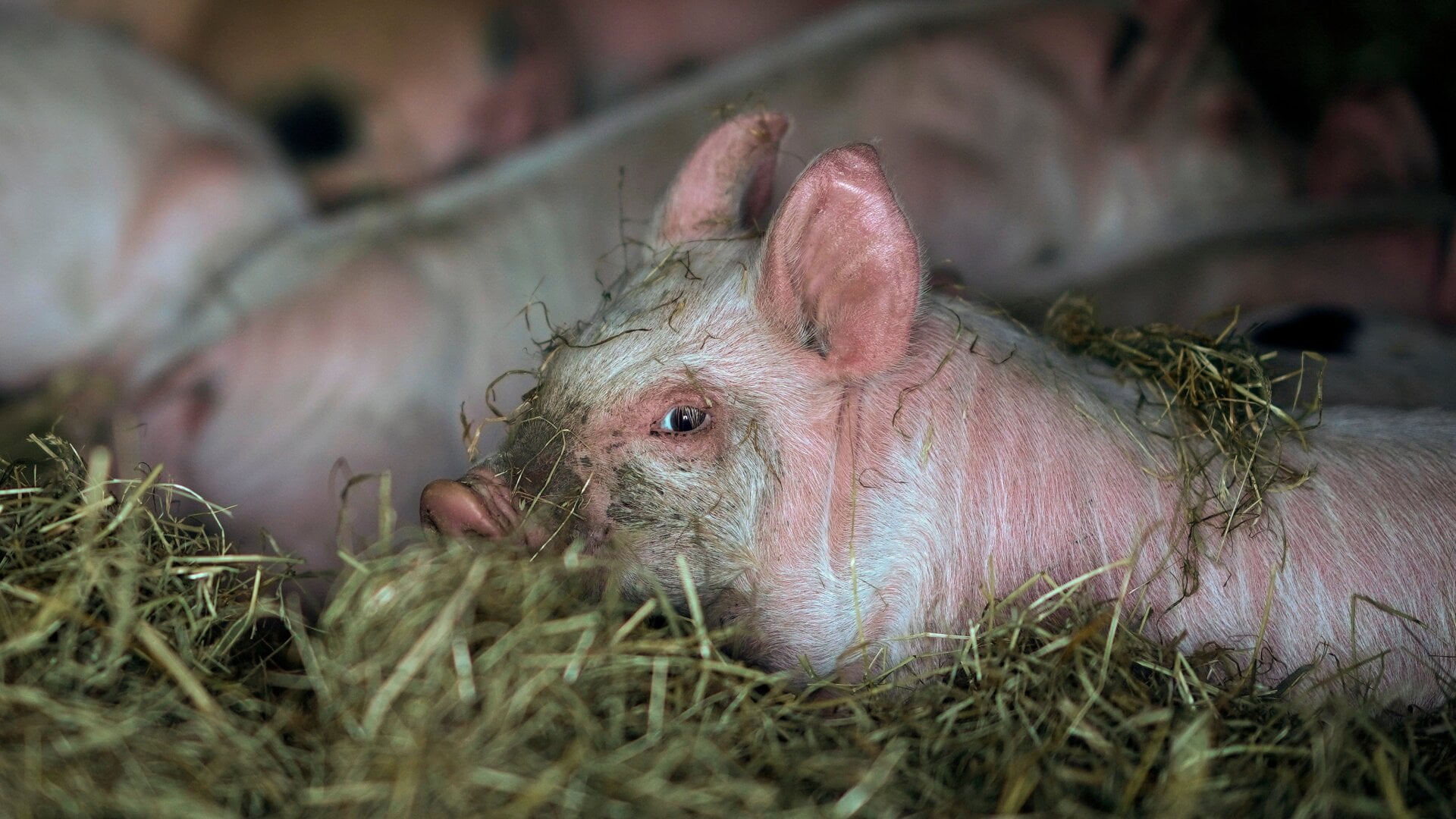 Piglets resting in their sty at the Lower Drayton Farm in the UK.