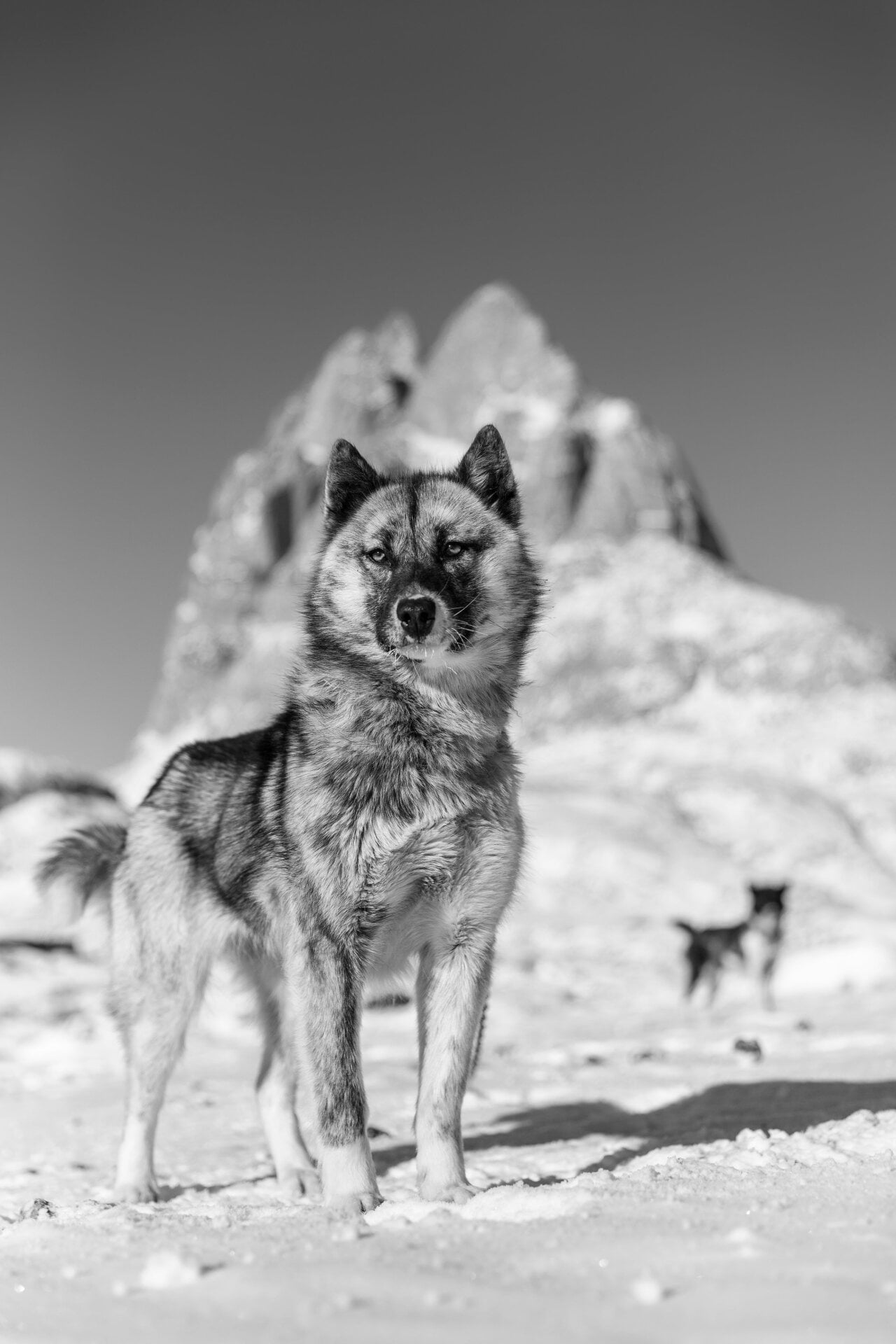 Greenland sled dogs.