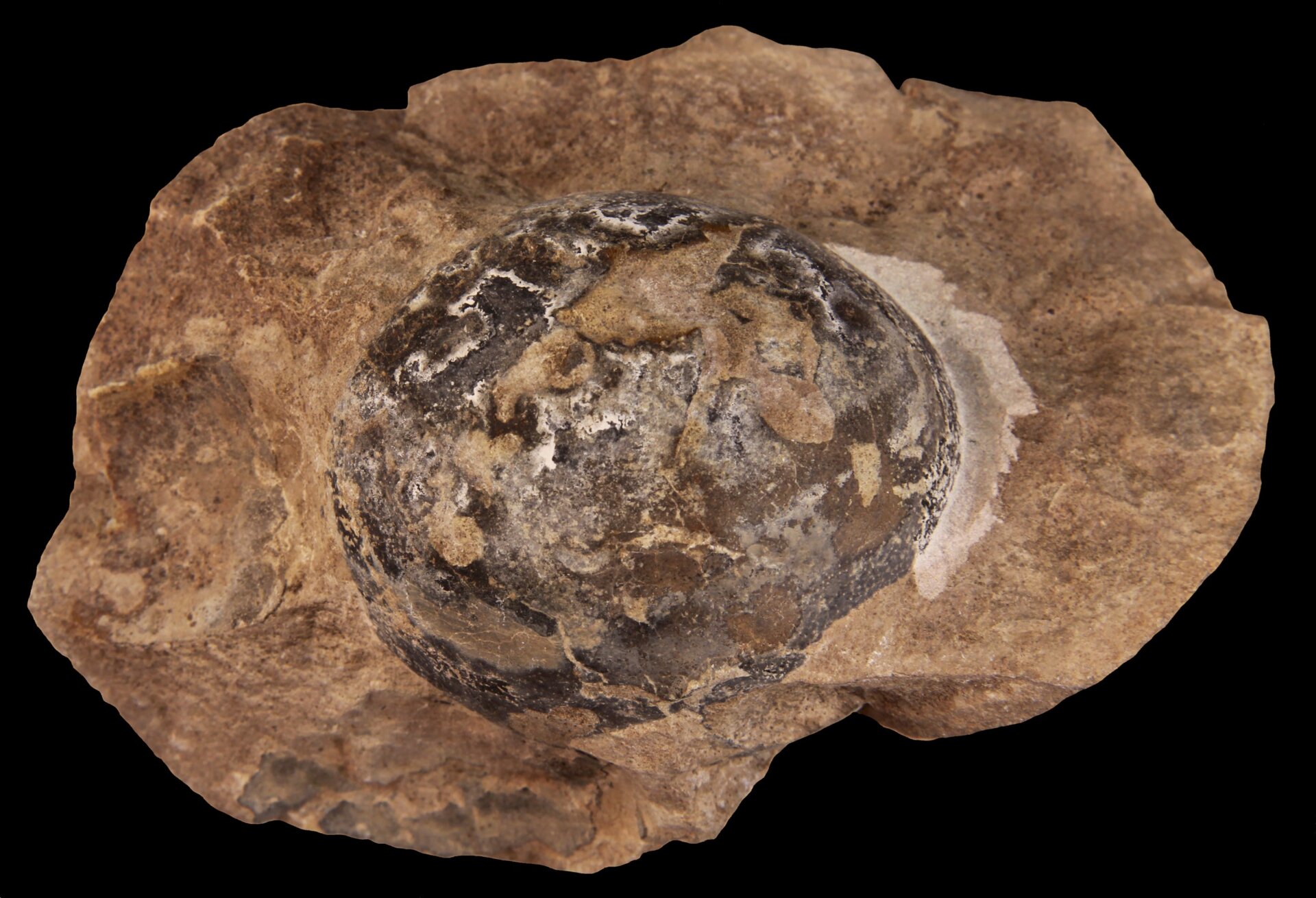 Fossilized Mussaurus egg.