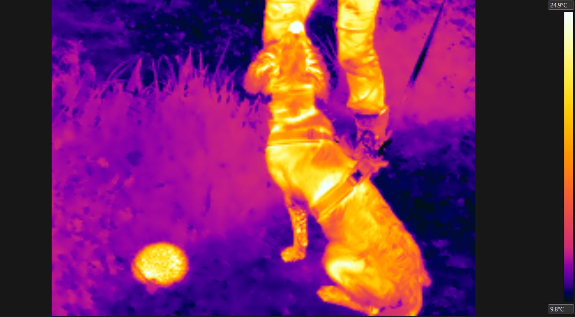 That little yellow ball to the left is a hedgehog—one that Henry has just found with his nose!