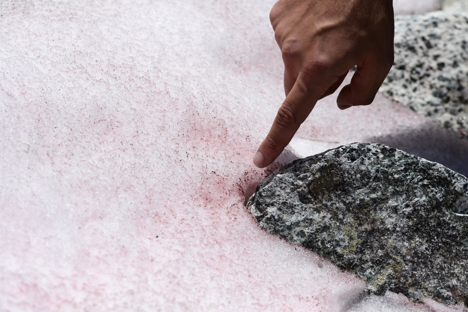 Biagio Di Mauro points to the pink snow on July 4, 2020, on the top of the Presena Glacier near Pellizzano.