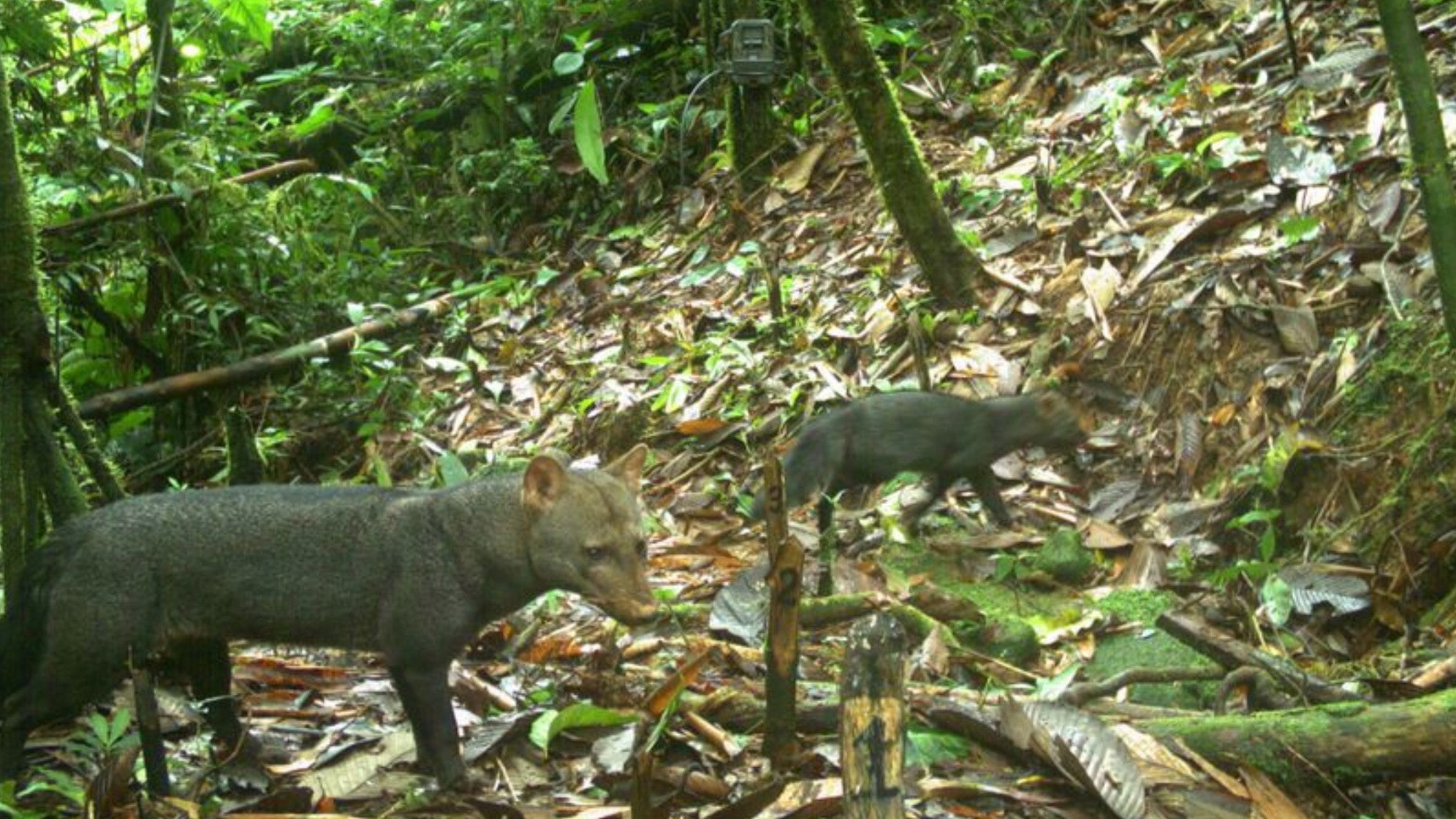 Ghost dogs captured on a camera trap at the Amarakaeri Communal Reserve in Peru.
