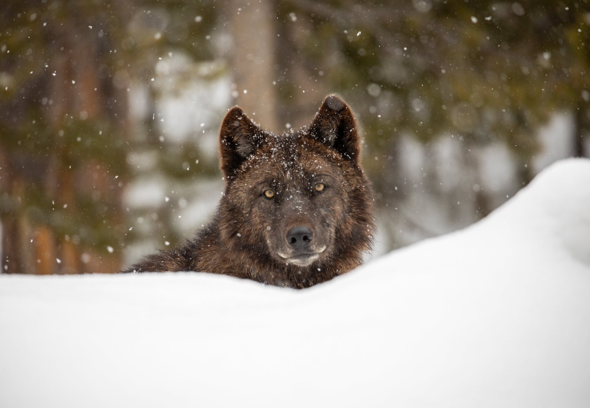 A wolf looks up from behind a snow bank.