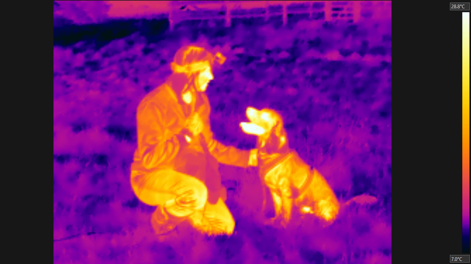 Louise Wilson and Henry out in search of some hedgehogs for science. They use thermal cameras to compare Henry's skill to that of humans'.