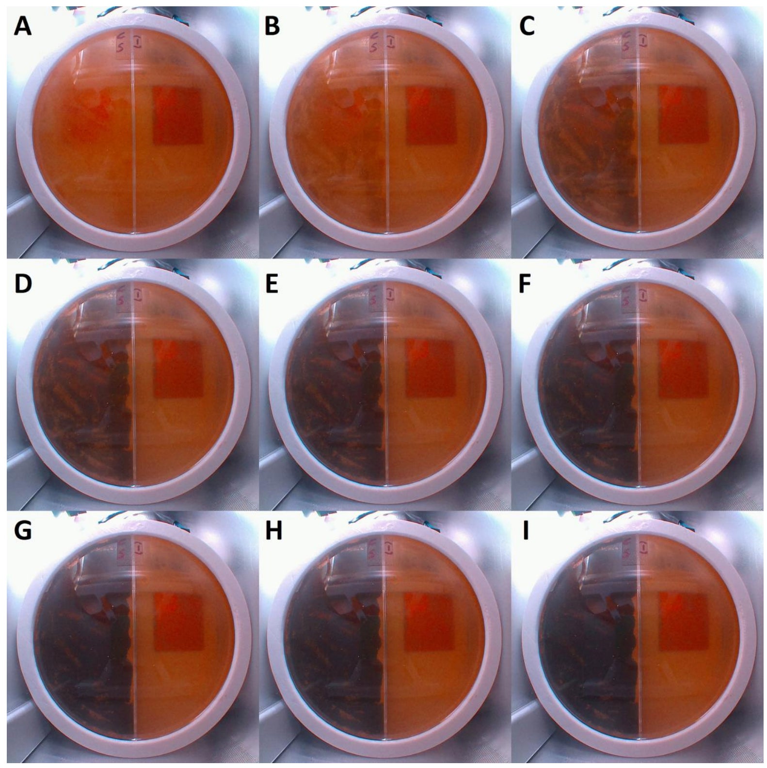 Fungal growth (as seen on the left side of the petri dish) as observed during the first 48 hours of the experiment. 