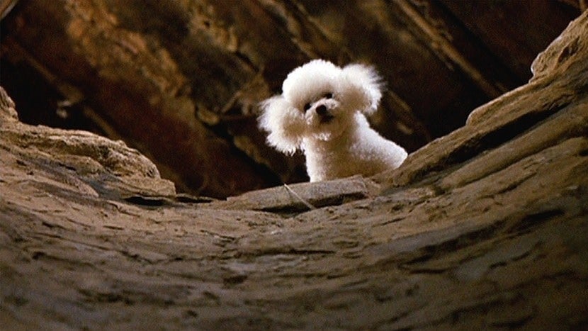 Darla, who played Precious, also appeared in films like The Burbs and Pee-wee’s Big Adventure.