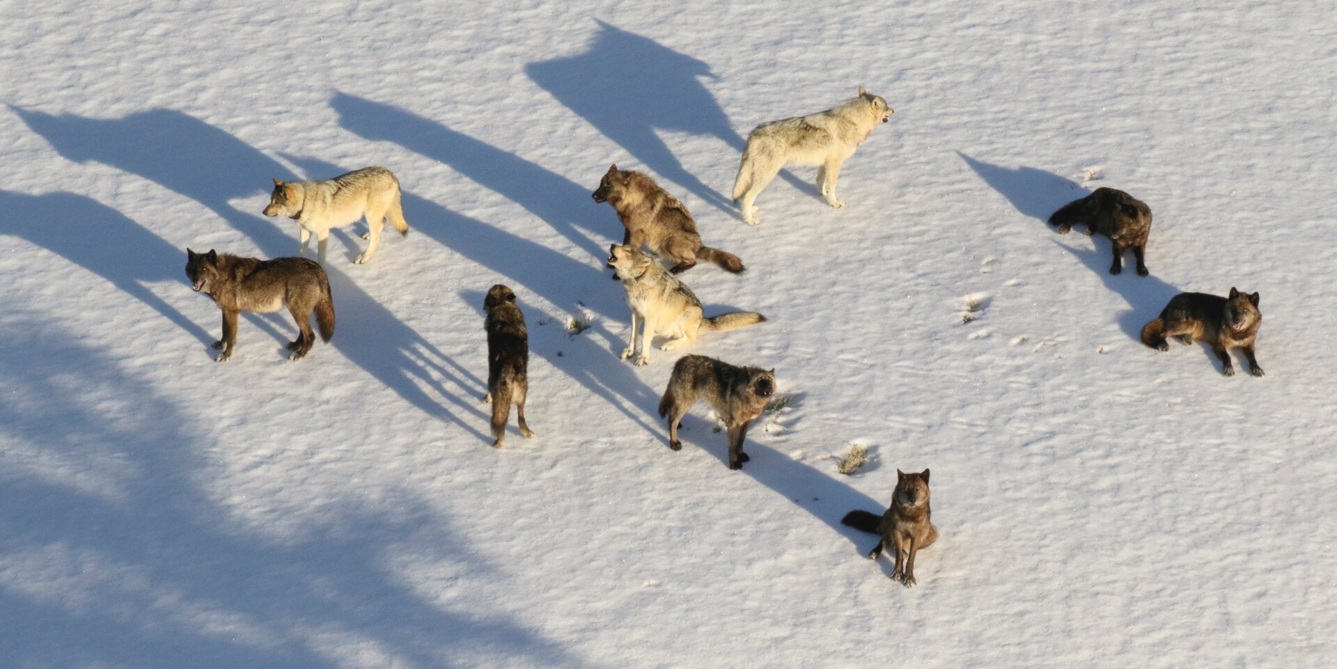 The Junction Butte Pack photographed from the air. 