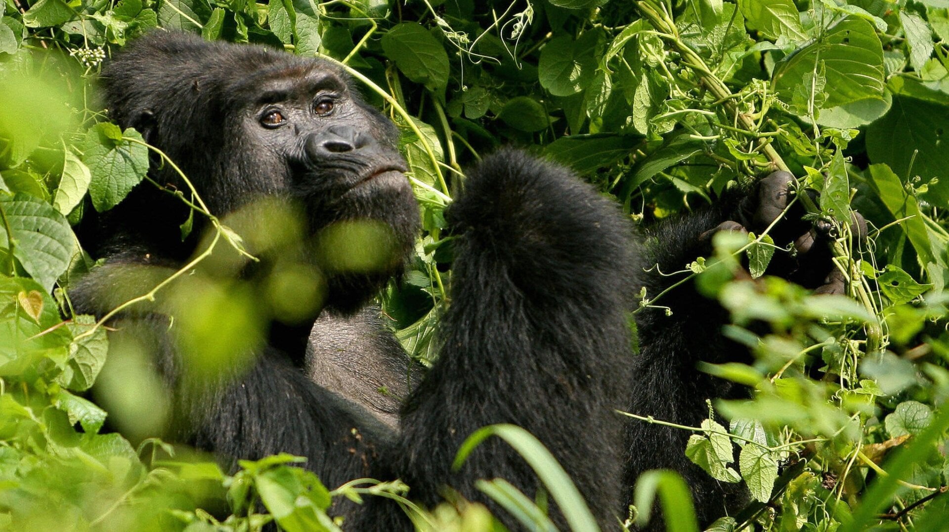 A Silverback male mountain gorilla sits in the dense jungle of Uganda’s Bwindi National Park