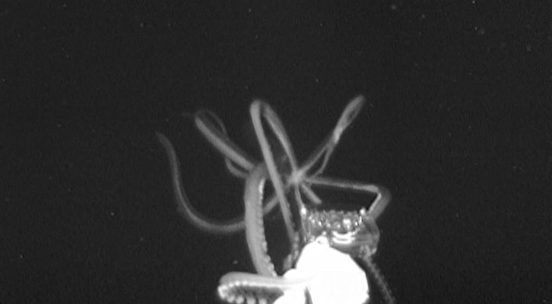 This giant squid, filmed last year, looked to be some 10 to 12 feet long.