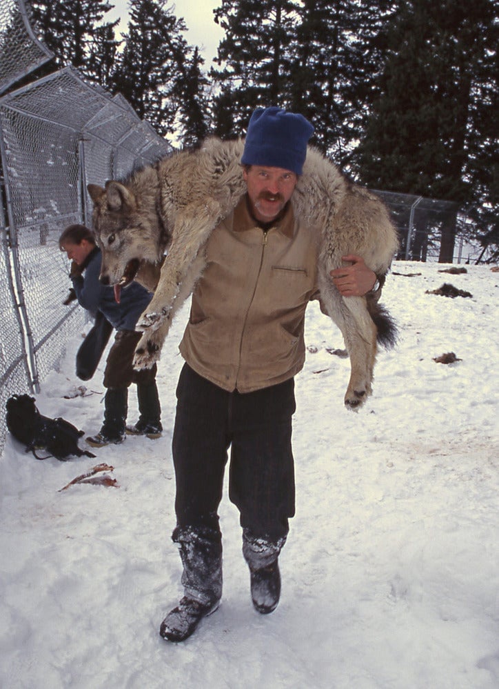 Doug Smith carrying a wolf during the reintroduction years.