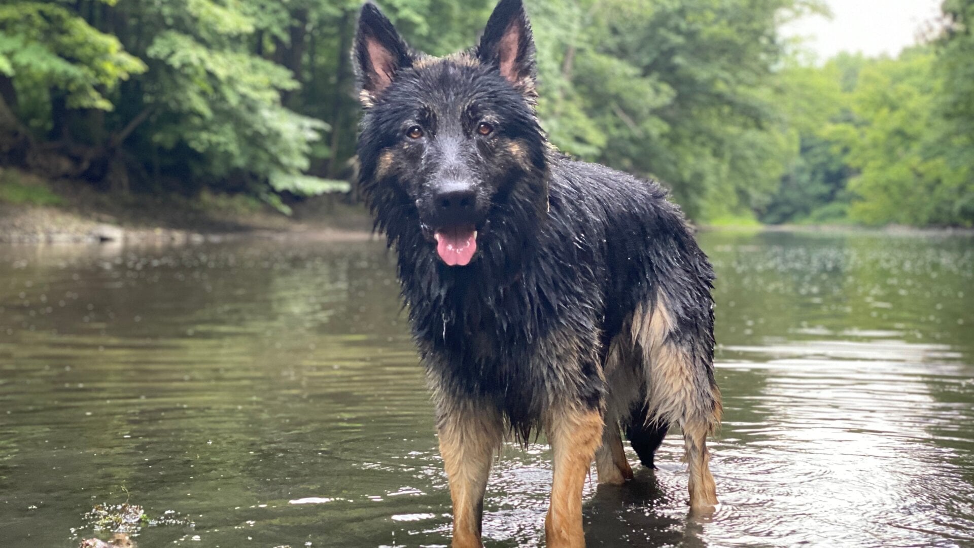 My dog Lucio, who is definitely microchipped, also a rascal.