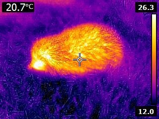If you’ve never seen a hedgehog through a thermal camera, well, voila! 