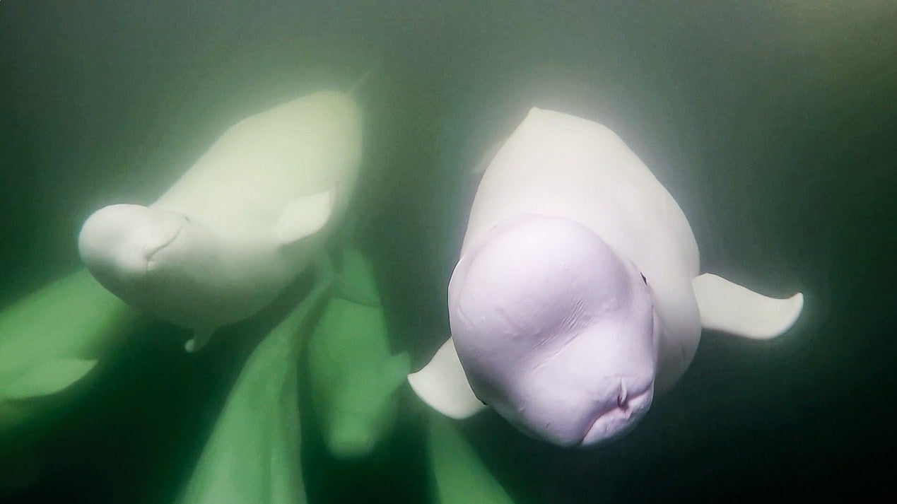 Some of the beluga boys from the live cam.