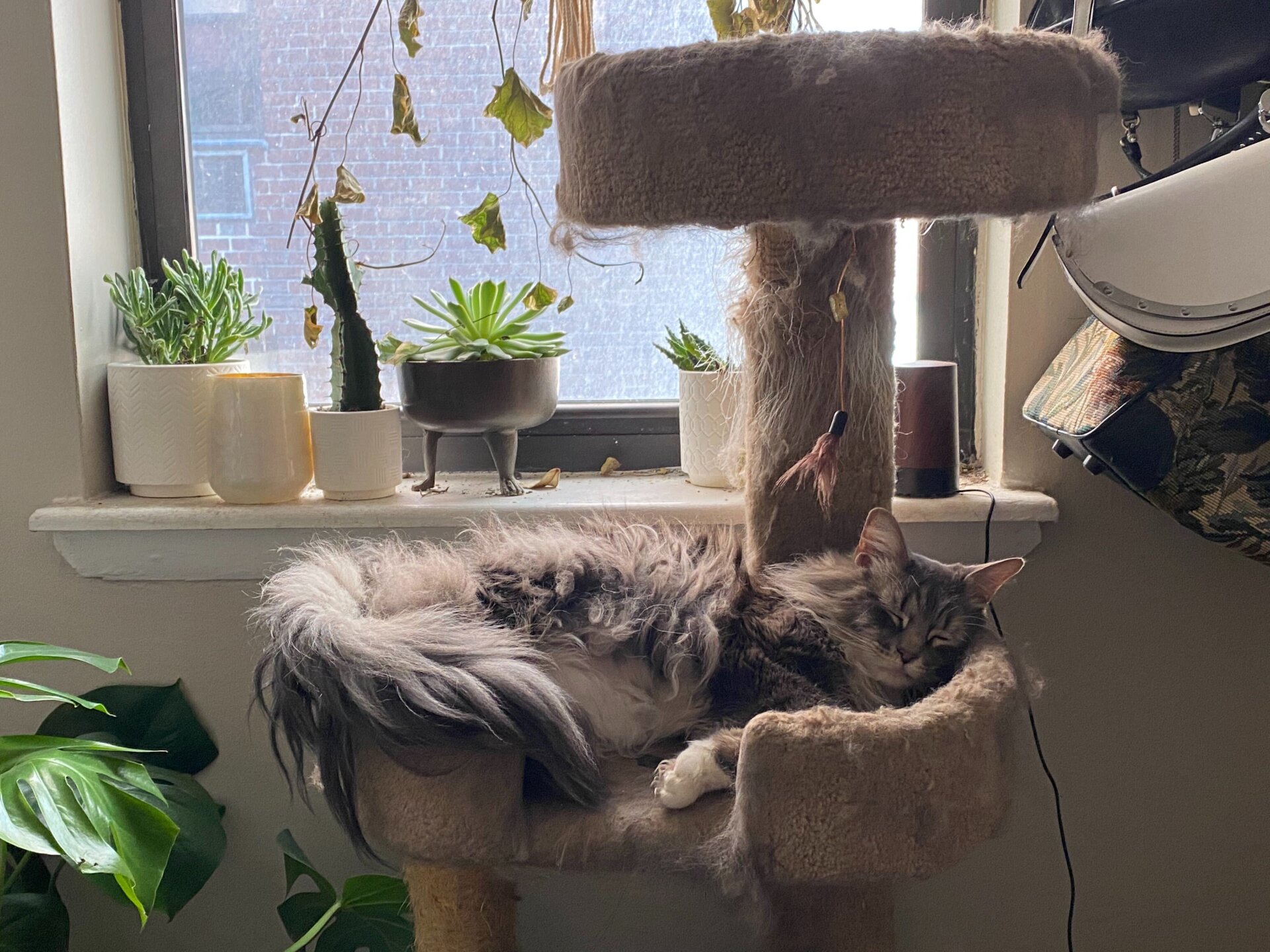 Shosh’s enviable plant setup (and one very good cat).