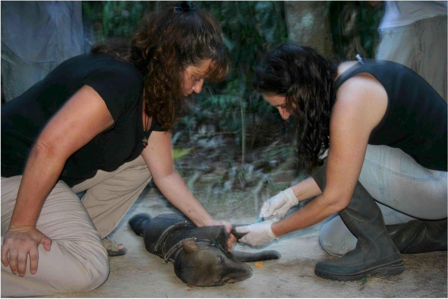 Leite Pitman (right) and her research assistant putting trackers on Oso to send him off into the wild.