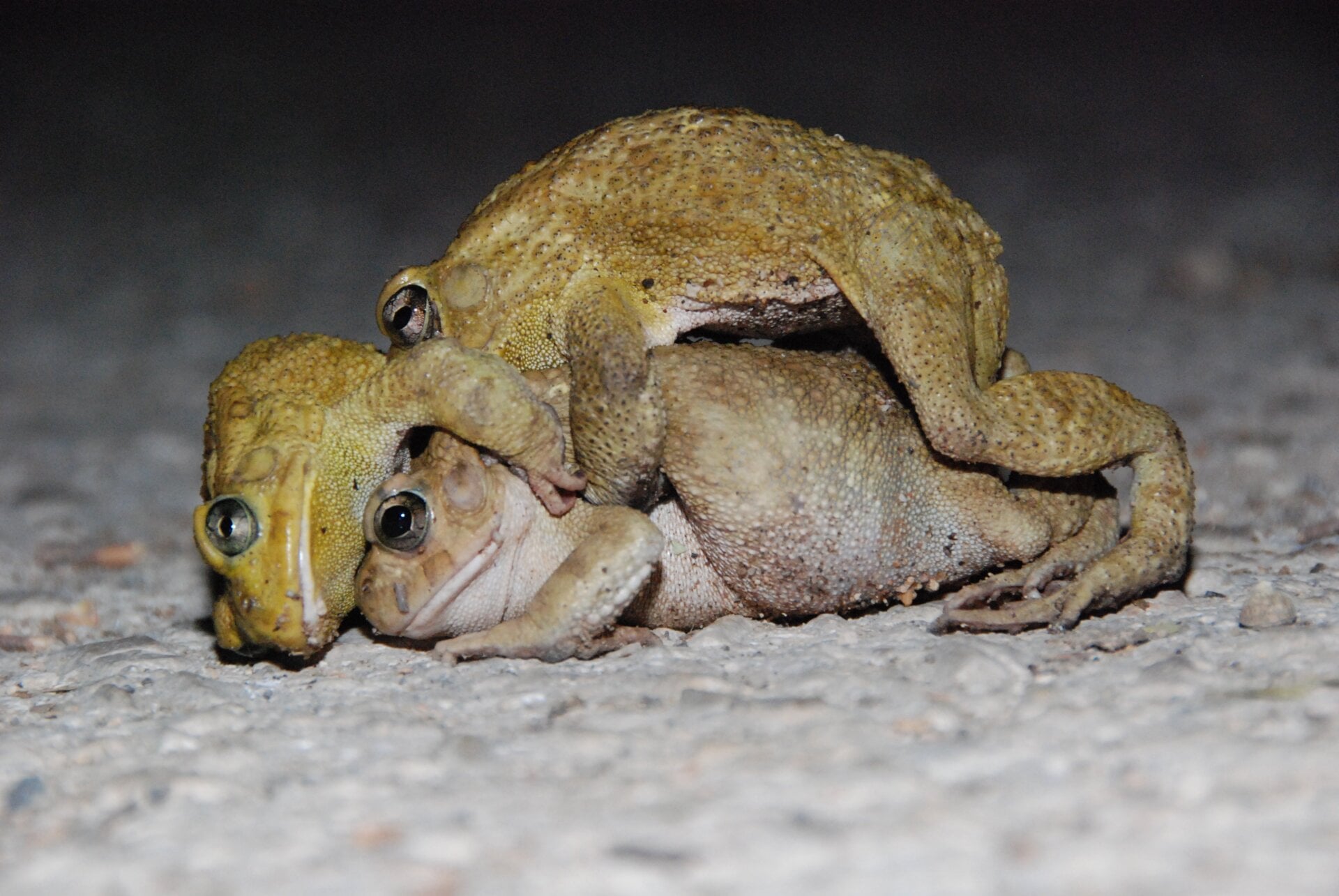 Two smaller male toads compete for mating access to a female