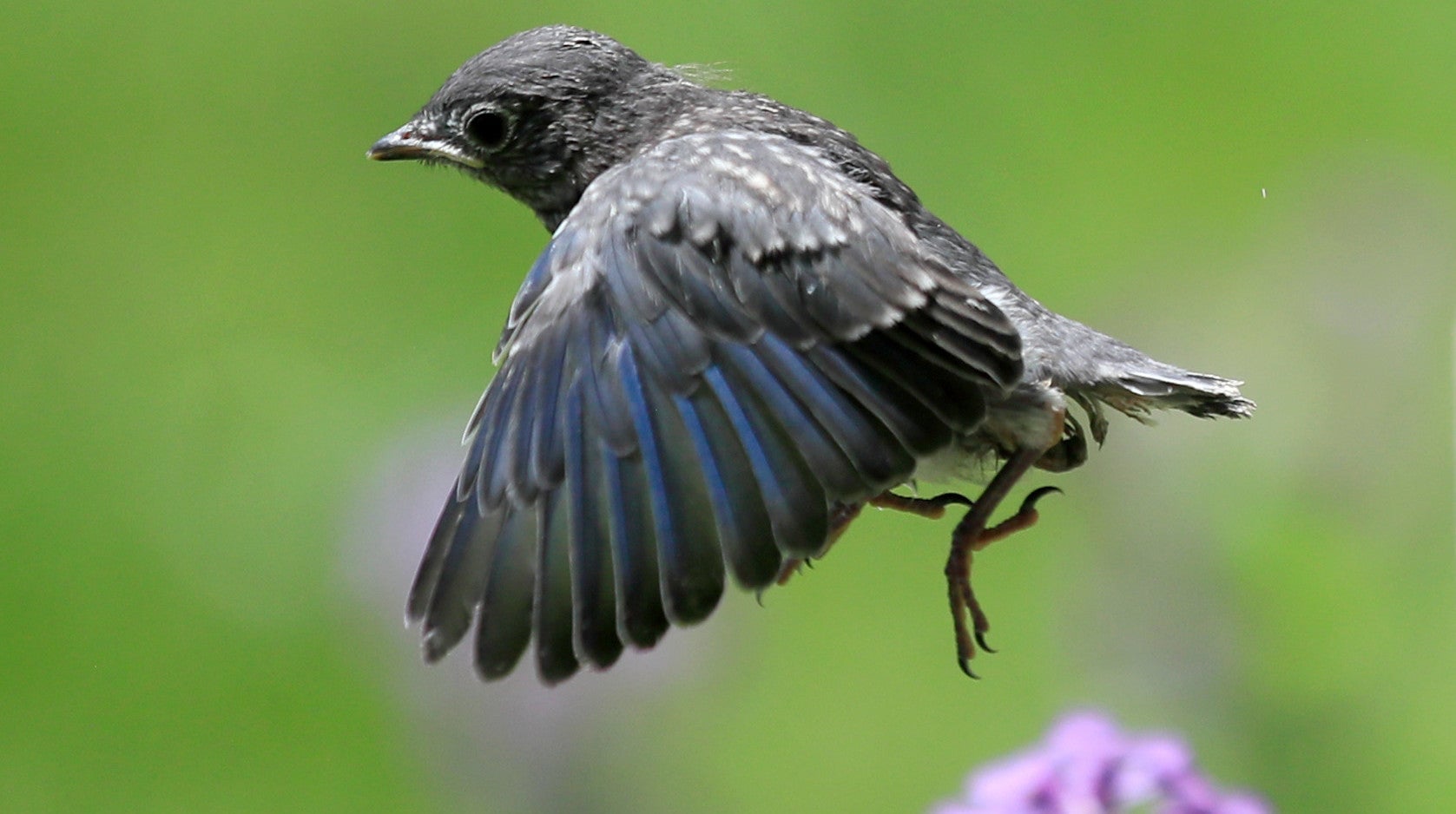 An Eastern Bluebird in Lawrence, Kansas. They’re insectivores who could be at risk from neonicotinoids.