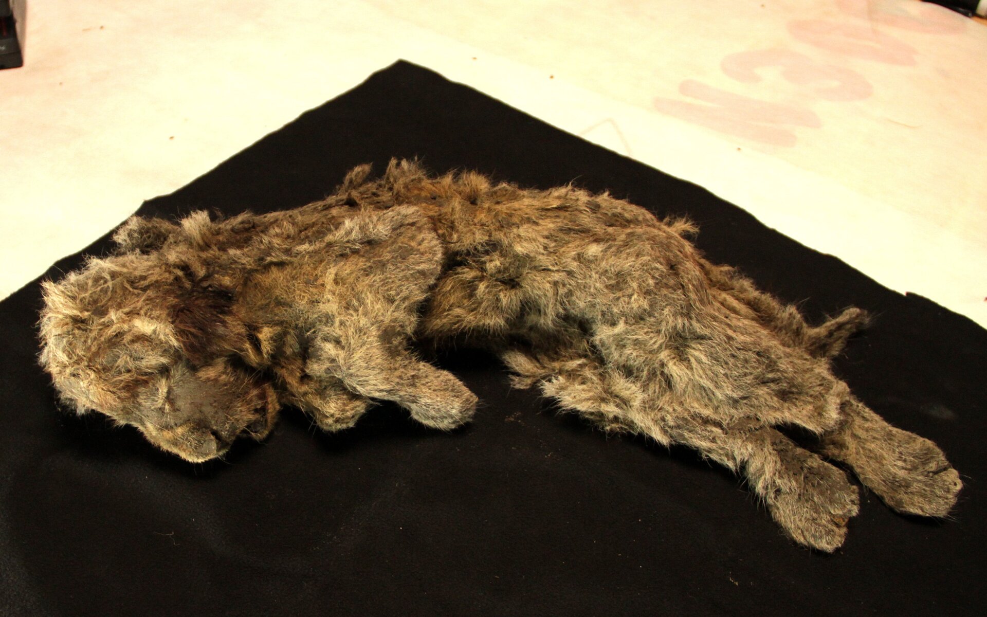 Remains of a 28,000-year-old cave lion cub.
