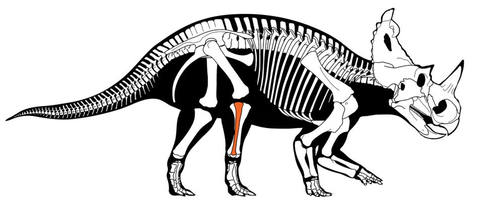 Skeletal outline of Centrosaurus apertus, with fibula indicated.