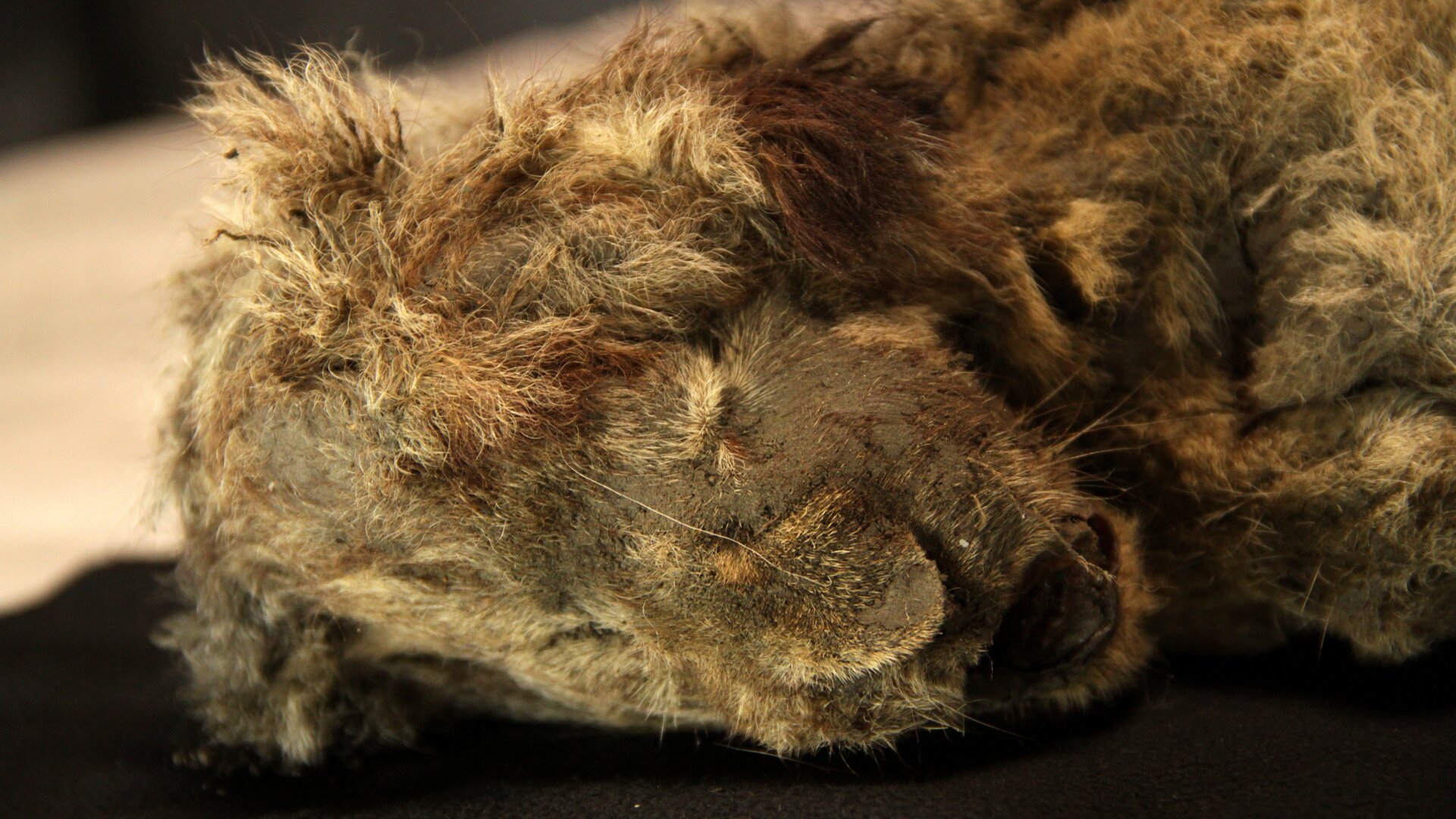 Well-preserved remains of 28,000-year-old cave lion cub, found two years ago in Siberia.