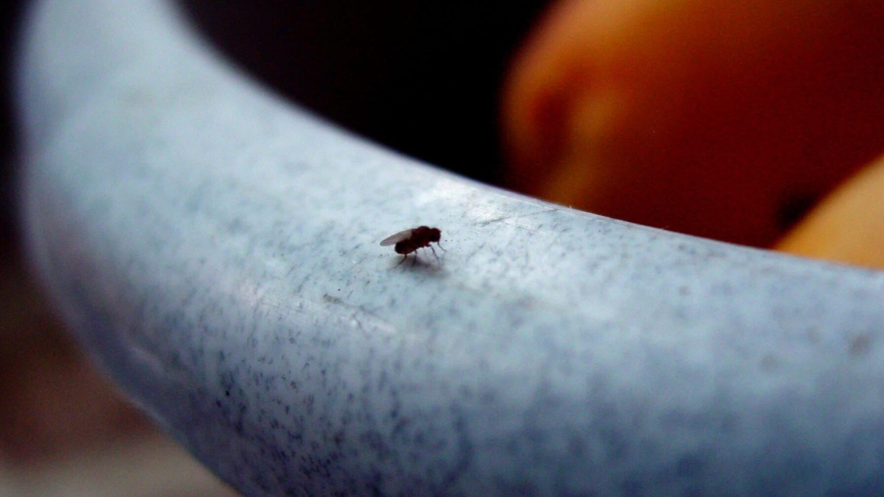 An Ode to Flypaper, the Perfect Tech That Asks for Nothing