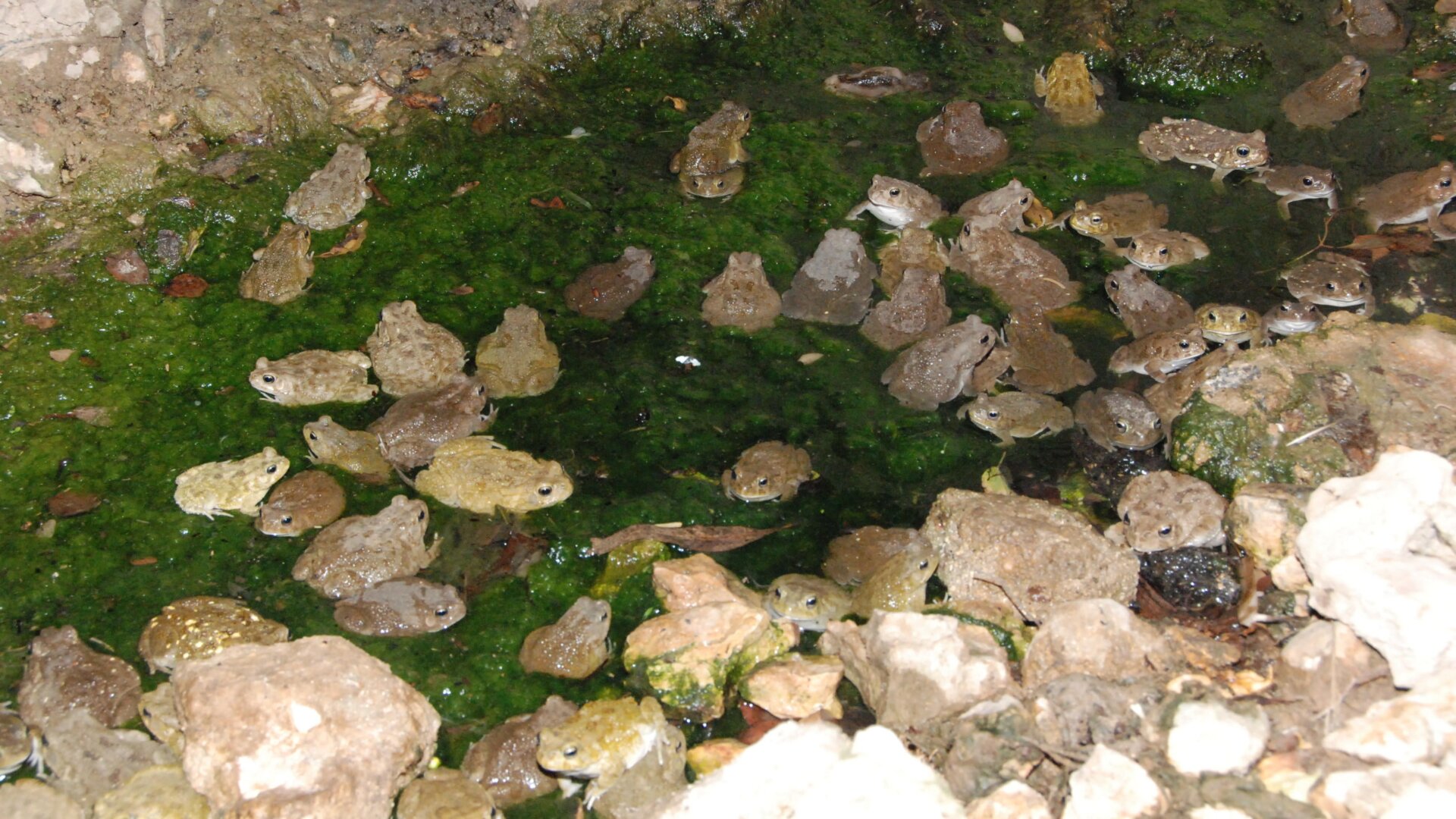 African common toads (Sclerophrys regularis) congregating en masse to spawn in a pool on some irrigated farmland in Qatar.