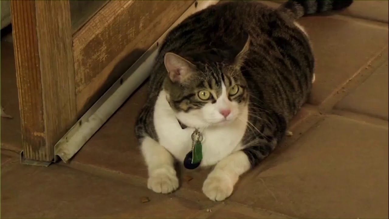 That’s the face of a cat desperate for help.