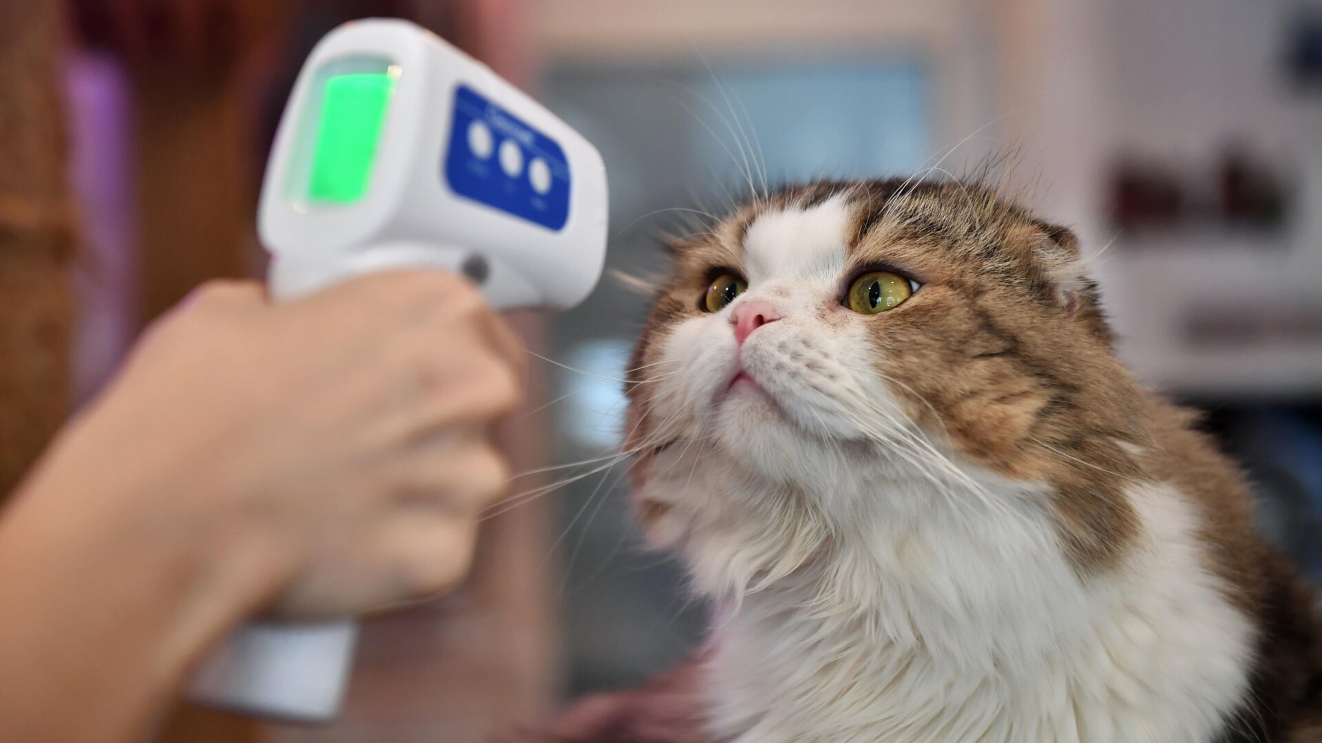 A cat at the Caturday Cat Cafe in Bangkok, Thailand having its temperature taken this past May.