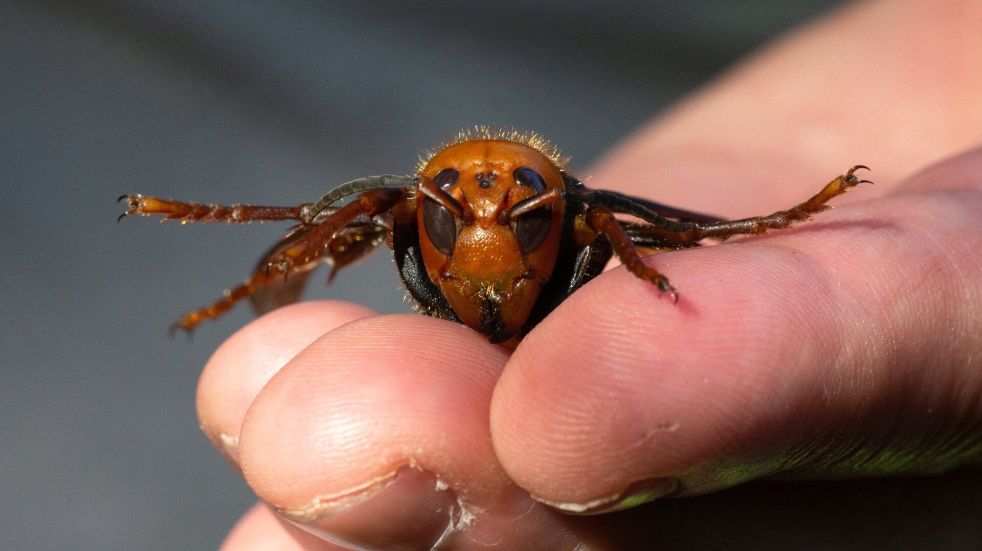 CW: nightmare fuel :(