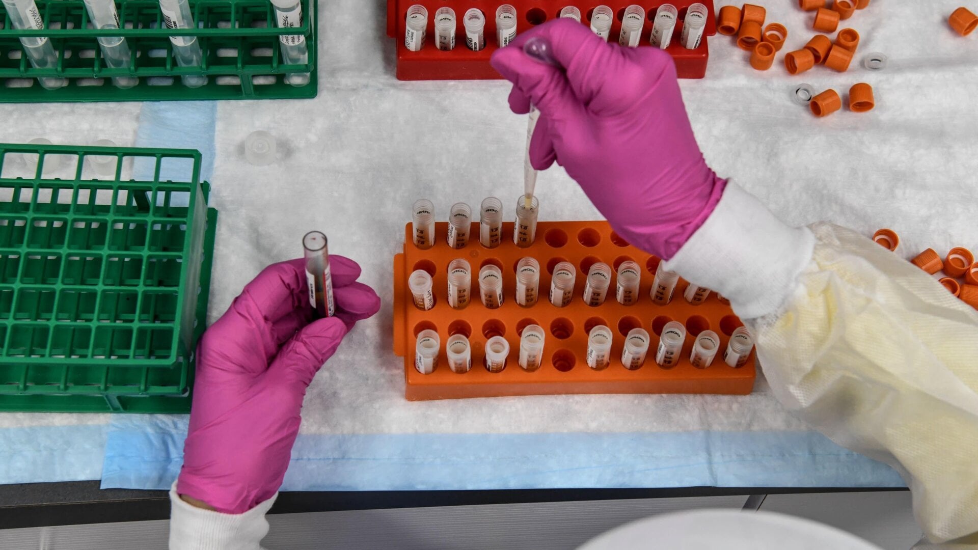 A lab technician sorts blood samples for a covid-19 vaccination study at the Research Centers of America in Hollywood, Florida on August 13, 2020.
