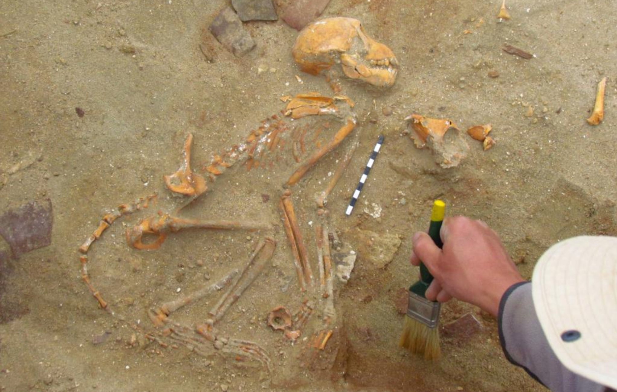 A monkey skeleton found at a pet cemetery at the port city of Berenice in Egypt.