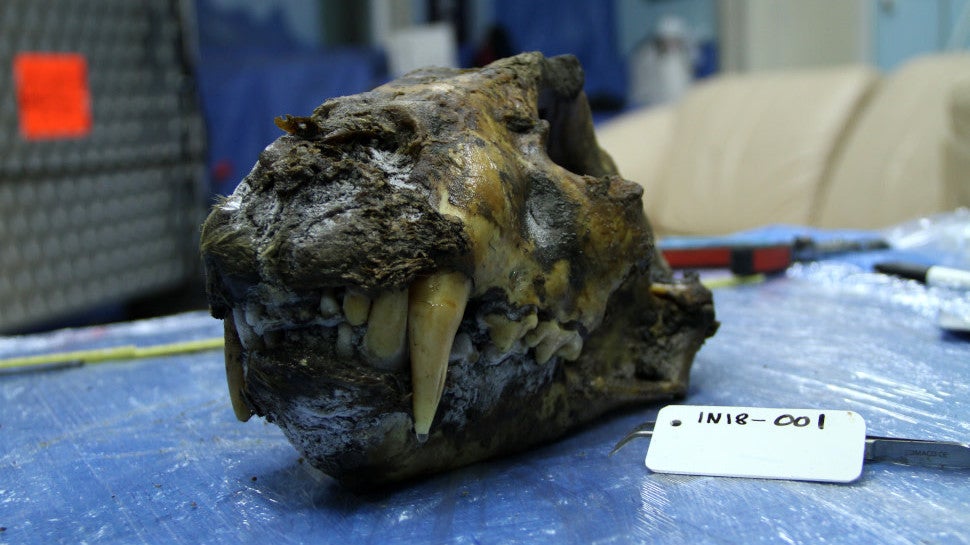 A specimen analyzed in the new study.