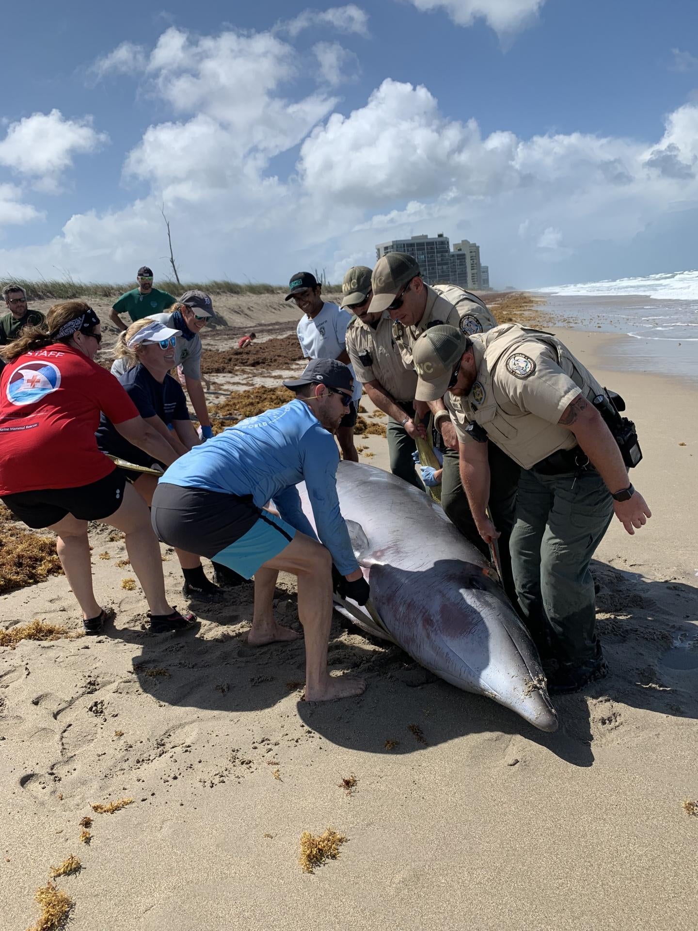 A Gervais’ beaked whale being moved up the beach in St. Lucie county, Florida. 