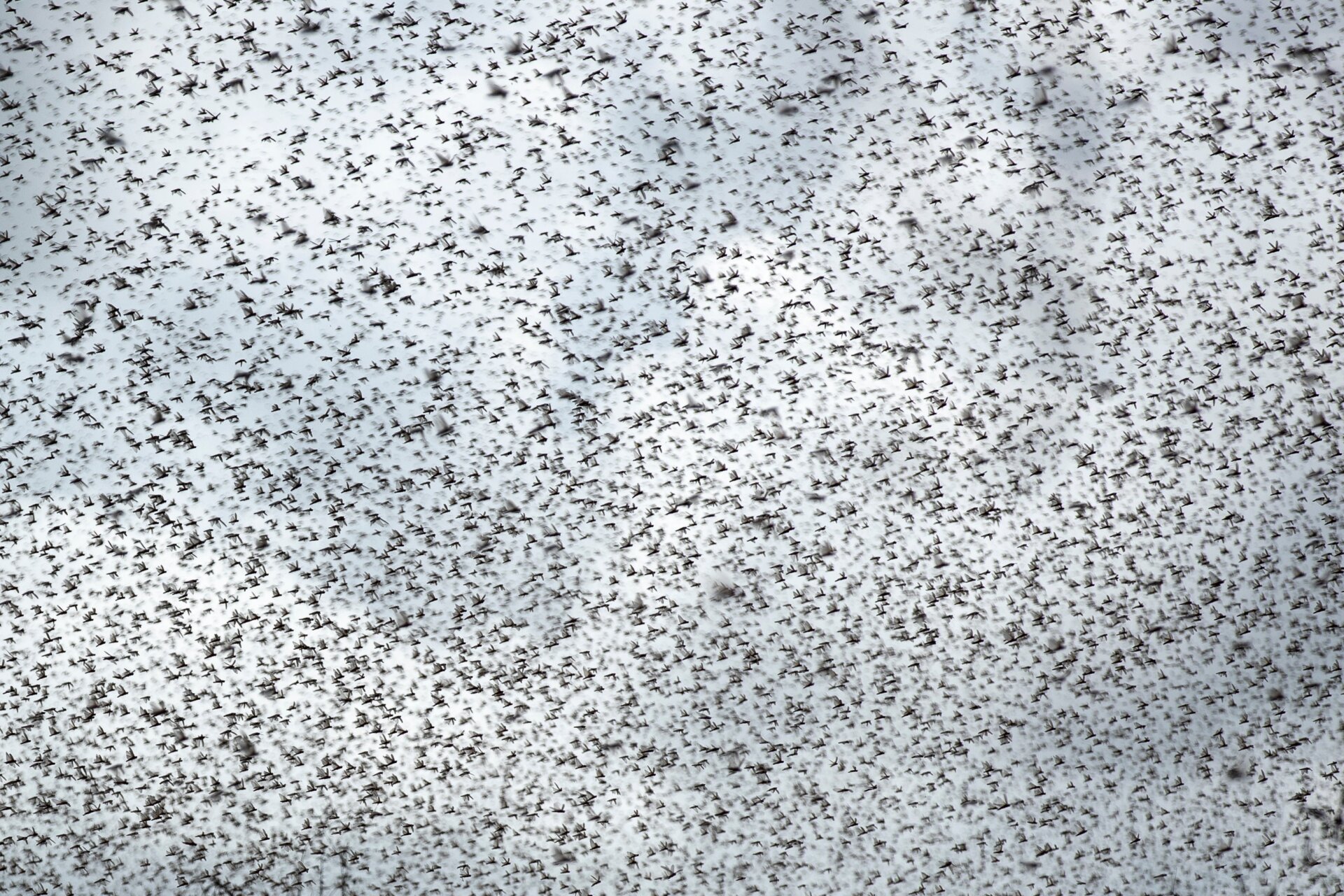 The Kenyan sky darkened by locusts on January 24, 2020.