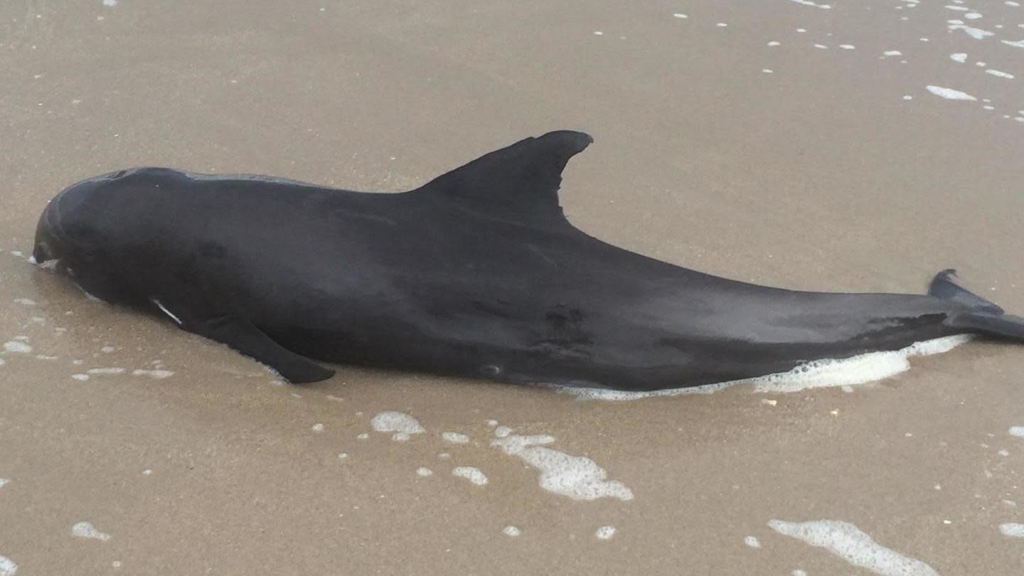 A stranded melon-headed whale in Florida. 