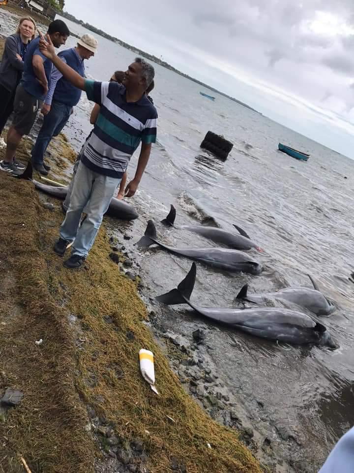 Dolphins washed up on the shore of Mauritius
