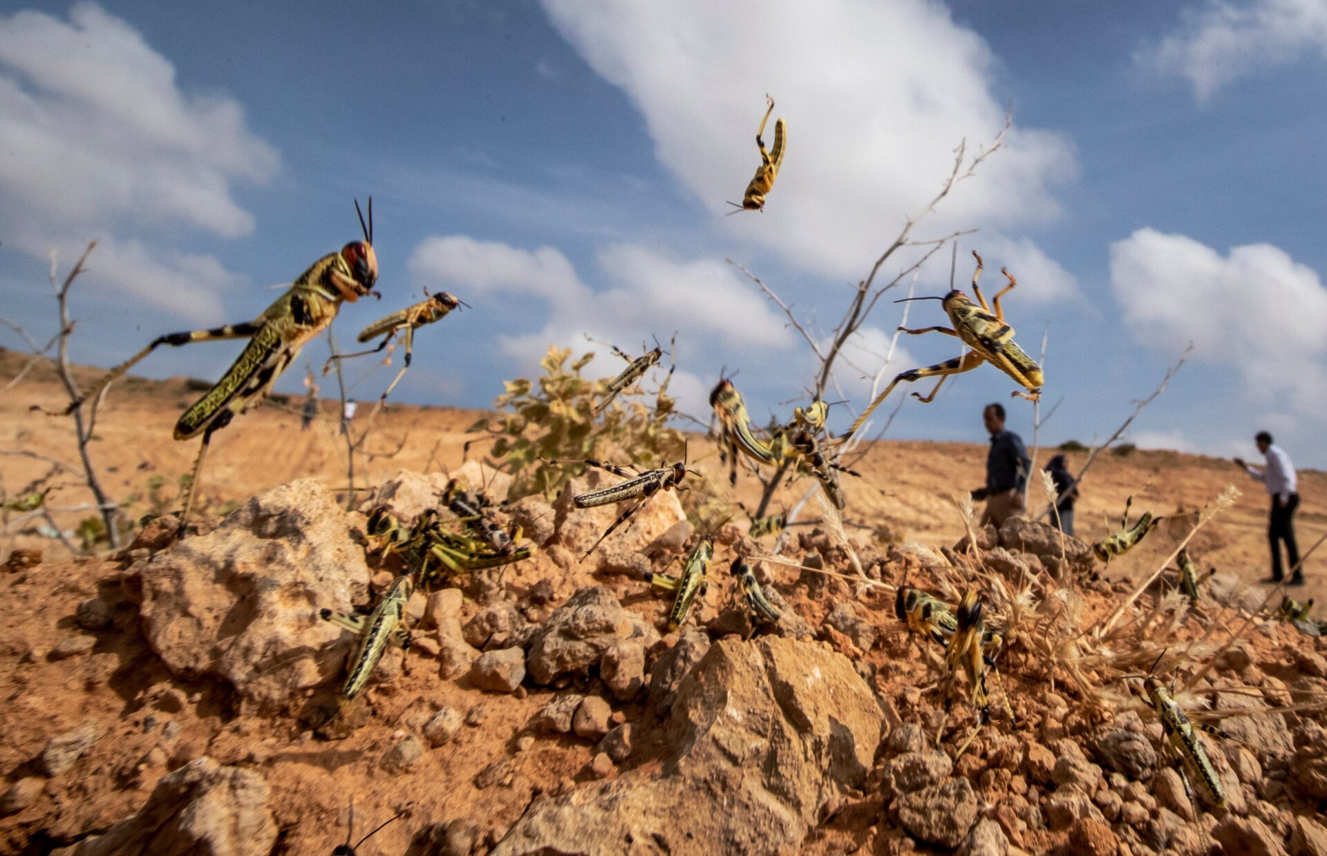 Immature desert locusts in Somalia on February 5, 2020.