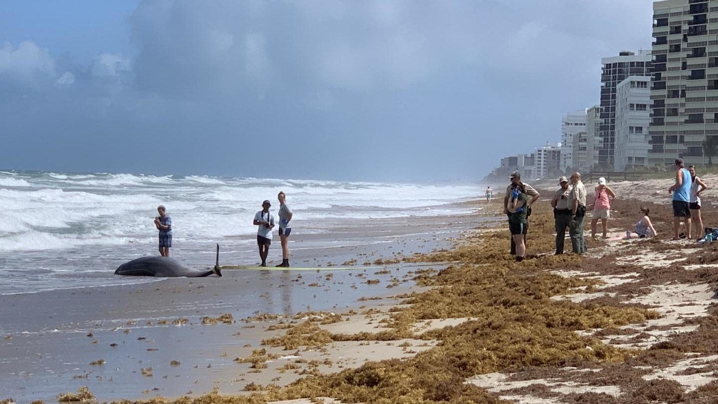 A stranded Gervais’ beaked whale in Florida.