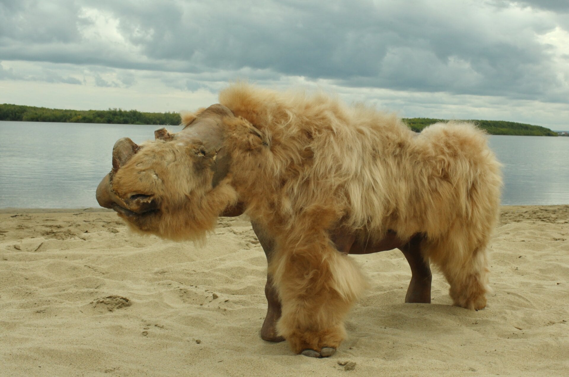  The preserved, reconstructed remains of a baby woolly rhinoceros named Sasha that was discovered in Siberia.