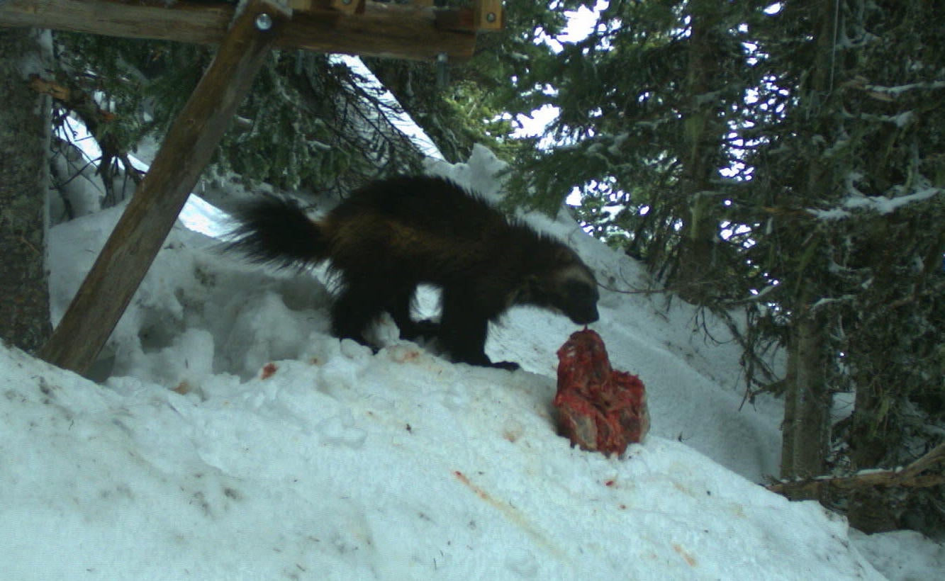A wolverine munching on a piece of meat. 