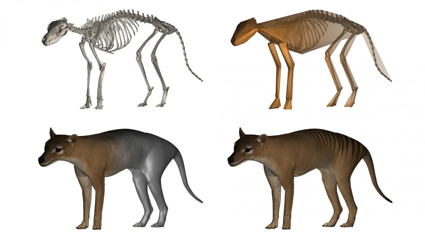 Digital reconstruction of a thylacine specimen.