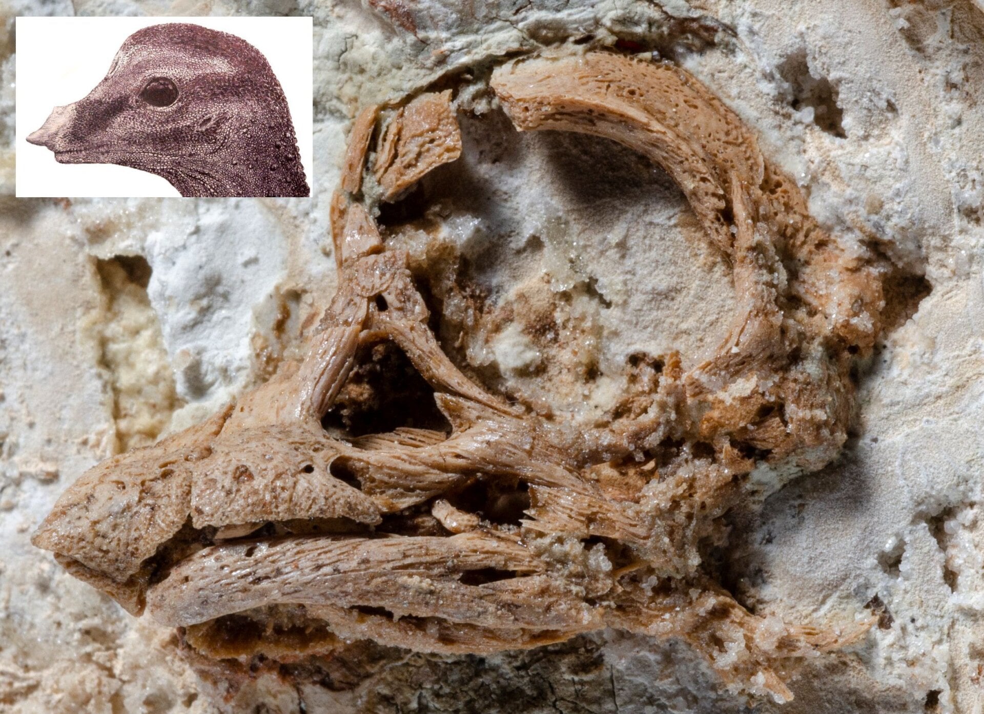 The fossilized skull, with artist’s reconstruction shown inset. 